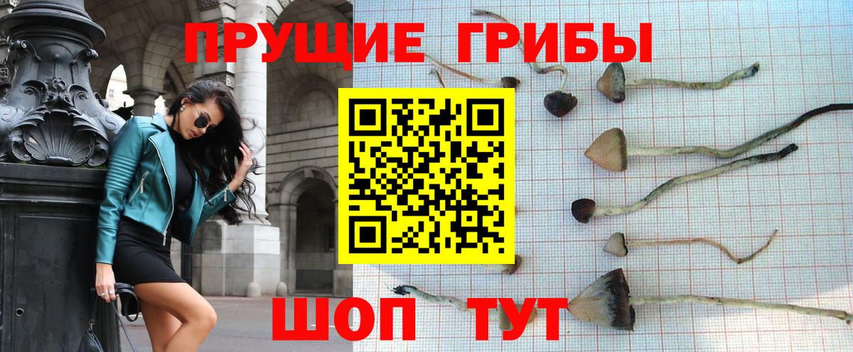 Петрозаводск  наркошоп  Вход с VPN  Псилоцибиновые грибы ЛСД  Псилоцибиновые грибы Psilocybine cubensis 